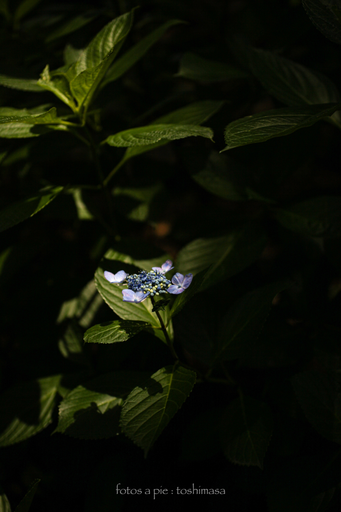 CanonEOS5Dmk2 Sigma50mmF2.8macro iso100 50mm f2.8 1/2000 M photo : toshimasa