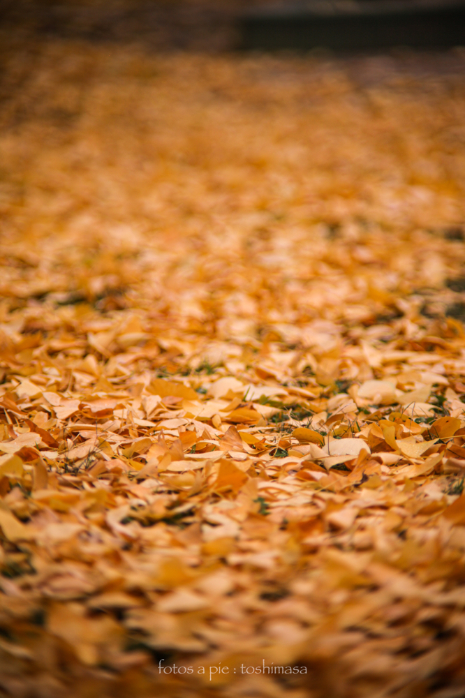 CanonEOS5Dmk2 CanonFD135mmF2.5sc iso100 135mm f2.5 1/640 M