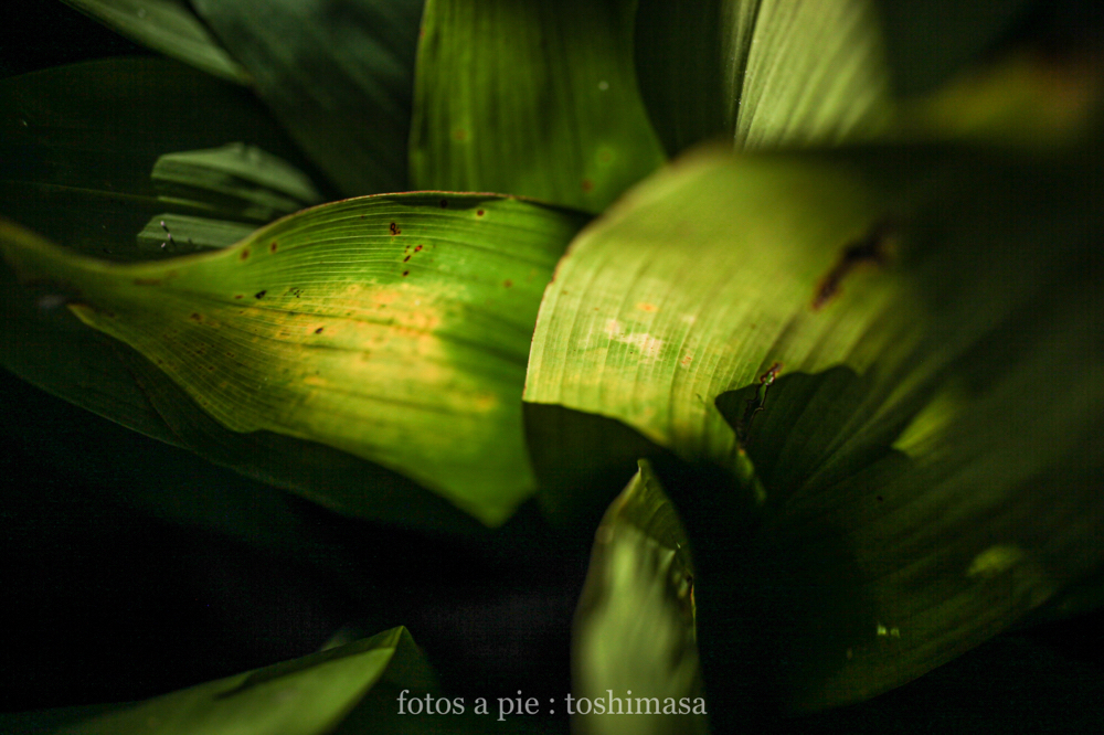 CanonEOS5Dmk2 SIGMA50mmF2.8macroEX-DG iso200 50mm f2.8 1/8000 M photo : toshimasa