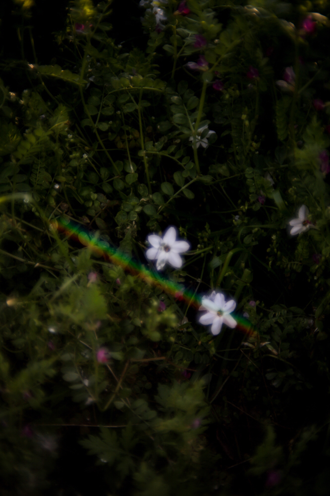 CanonEOS5Dmk2 CanonNewFD50mmF1.4 iso100 50mm f1.4 1/2000 M photo : toshimasa