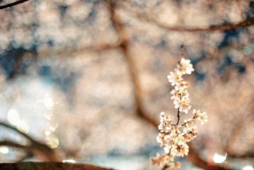 名古屋 CanonF-1n CanonFD50mmF1.4 Lomography-400 photo : toshimasa
