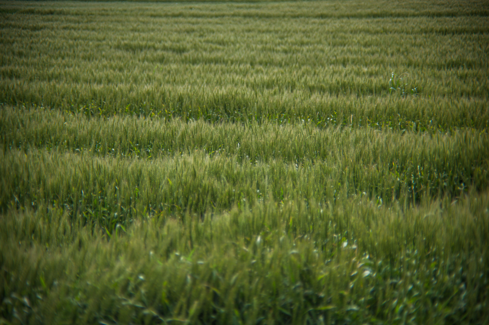 CanonEOS5Dmk2 CanonFD100mmF2.8 iso100 100mm f4 1/1000 M photo : toshimasa