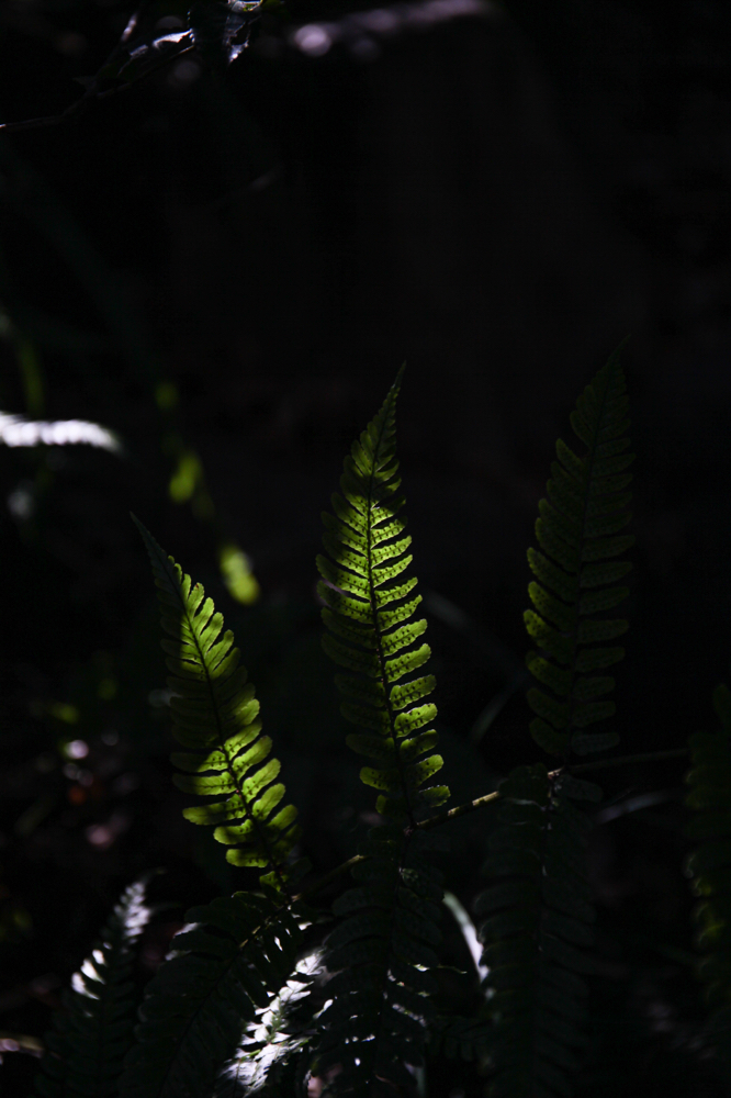 丈山苑 CanonEOS 5Dmk2 CanonEF24-70mmF4L iso100 70mm f4 1/800 Tv photo : toshimasa