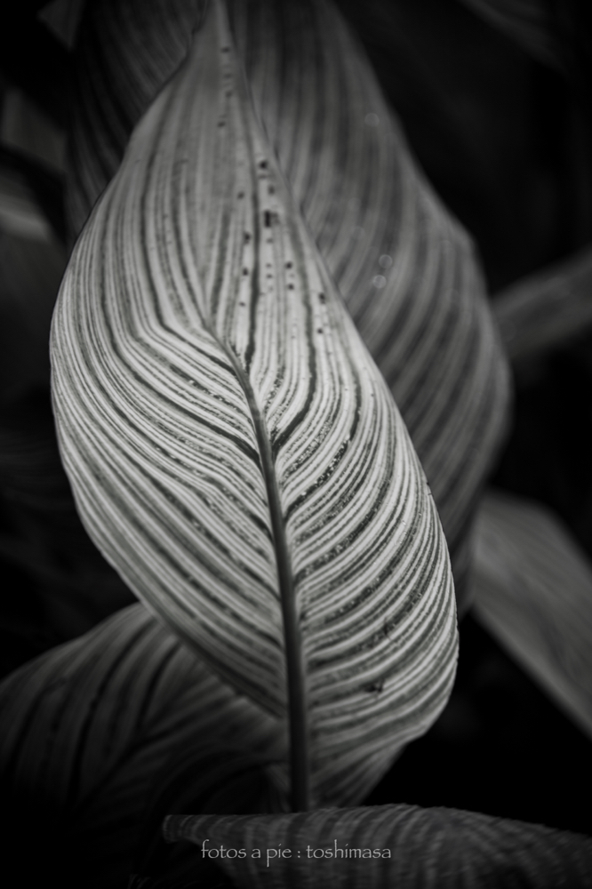 CanonEOS5Dmk2 CanonFD135mmF2.5sc iso100 135mm f2.5 1/320 M