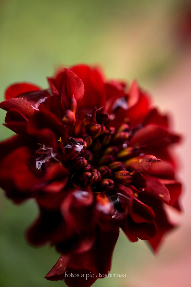 CanonEOS5Dmk2 Sigma50mmF2.8macro iso100 50mm f2.8 1/160 M