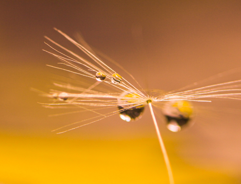 CanonEOS5Dmk2 CanonFD100mmF4macro+FD50 iso400 100mm f4 1/40 M photo : toshimasa
