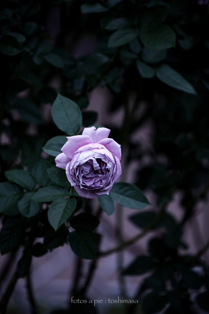 CanonEOS5Dmk2 CanonEF70-300mmF4-5.6L iso100 300mm f5.6 1/250 M