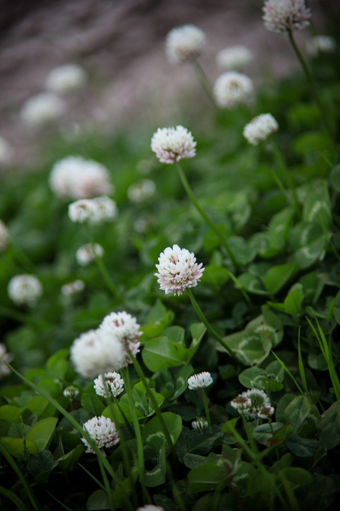 CanonEOS5Dmk2 CanonFD135mmF2.5sc iso100 135mm f2.5 1/650 M photo : toshimasa
