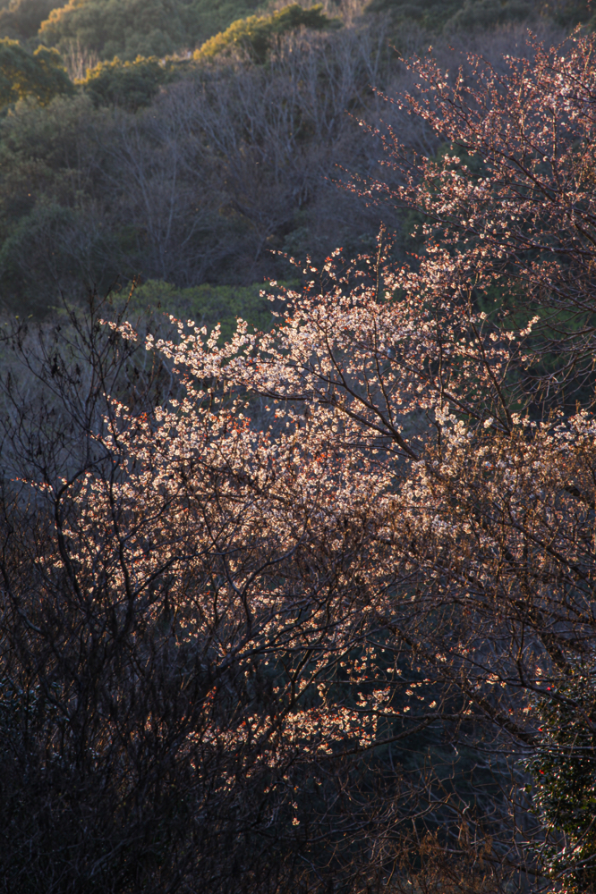 CanonEOS5Dmk2 CanonEF70-300mmF4-5.6L iso100 300mm f10 1/25 photo : toshimasa