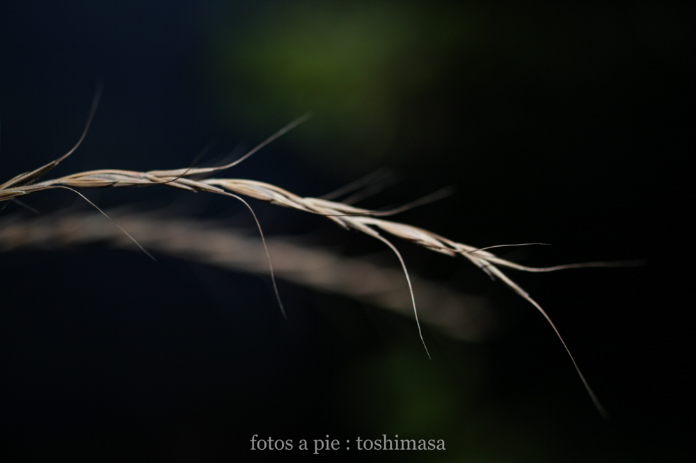 CanonEOS5Dmk2 SIGMA50mmF2.8macroEX-DG iso200 50mm f2.8 1/8000 M photo : toshimasa