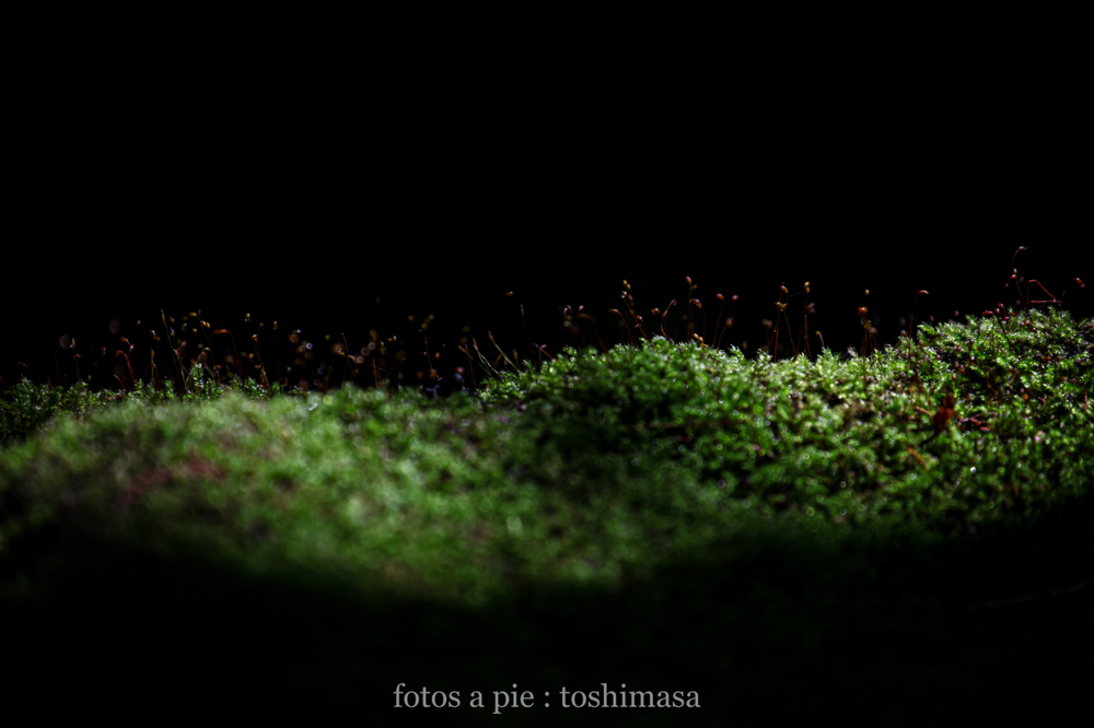 CanonEOS5Dmk2 CanonEF70-300mmF4-5.6L iso200 300mm f5.6 1/2000 M photo : toshimasa