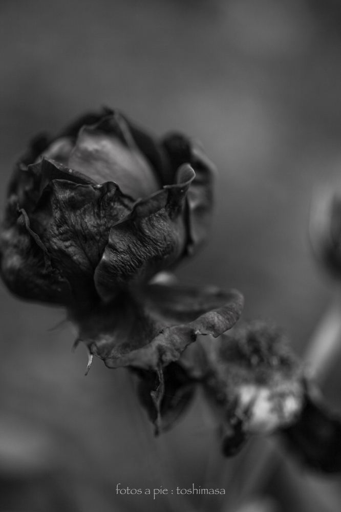 CanonEOS5Dmk2 Sigma50mmF2.8macro iso100 50mm f2.8 1/800 M