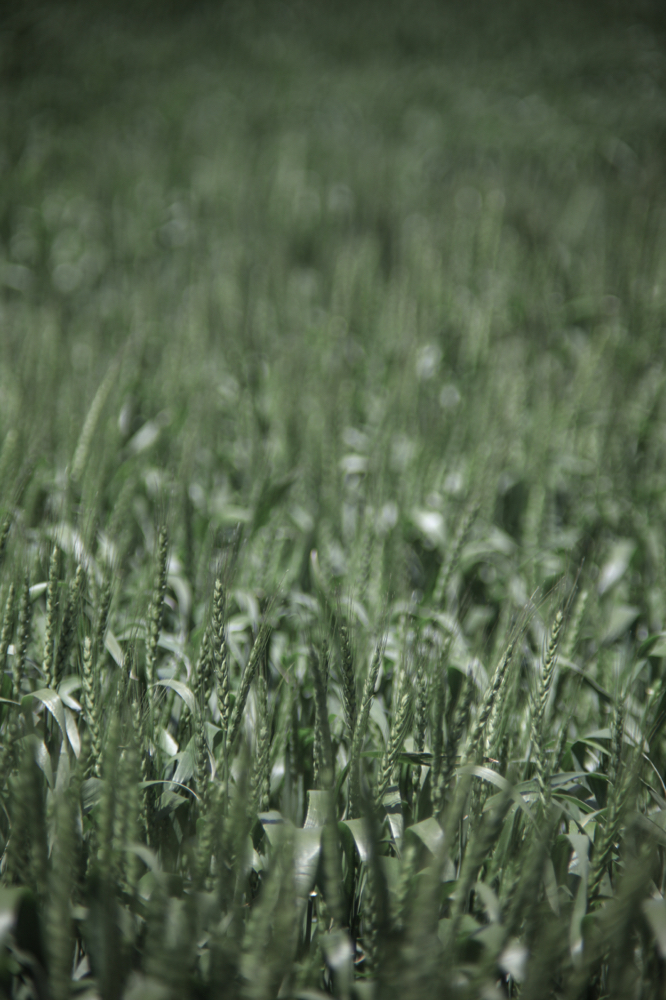 CanonEOS5Dmk2 CanonFD100mmF2.8 iso100 100mm f2.8 1/1000 M photo : toshimasa