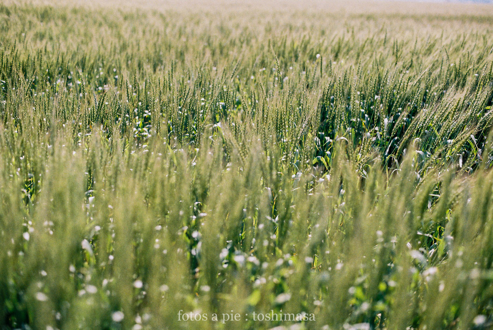 CanonF-1 CanonFD100mmF4macro lomography-100 photo : toshimasa