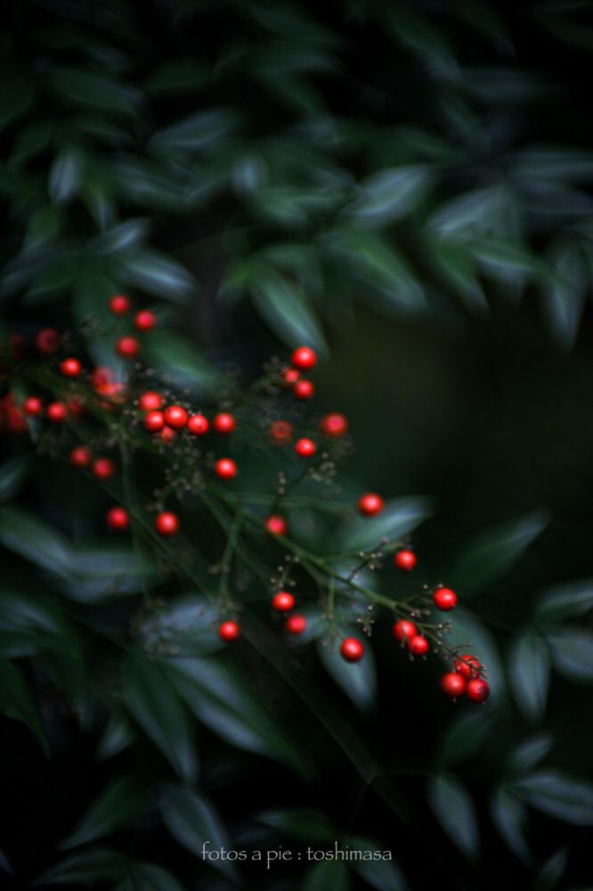 CanonEOS5Dmk2 CanonFD50mmF1.4 iso100 50mm f1.4 1/320 M