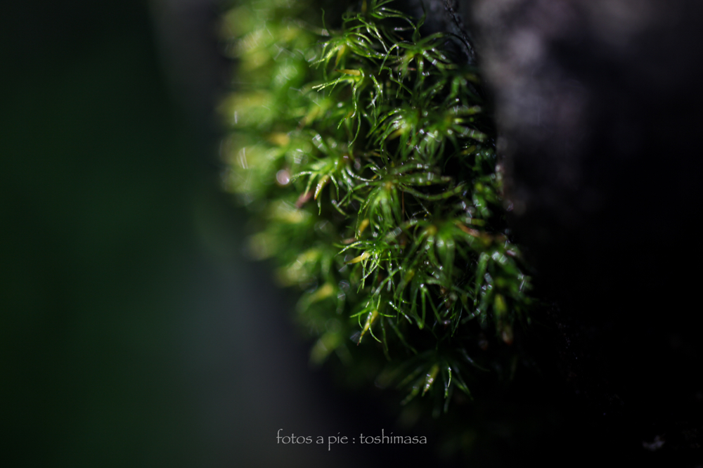 CanonEOS5Dmk2 SIGMA50mmF2.8macro iso100 50mm f2.8 1/60 M photo : toshimasa