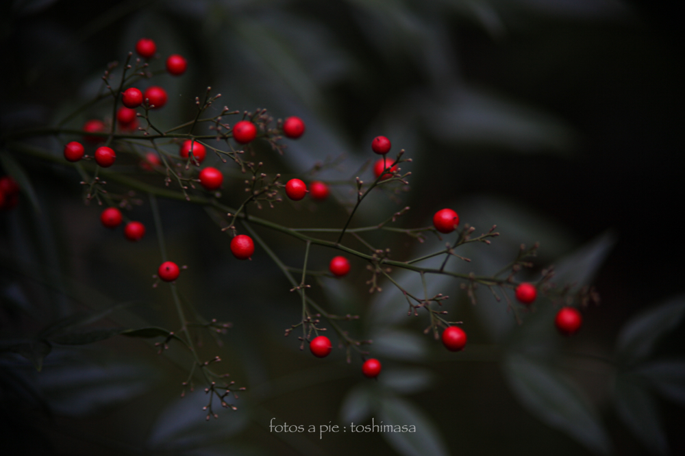 CanonEOS5Dmk2 CanonFD135mmF2.5sc iso100 135mm f2.5 1/39 M