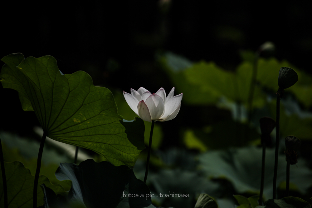 CanonEOS5Dmk2 CanonEF70-300mmF4-5.6L iso100 300mm f5.6 1/2500 M photo : toshimasa