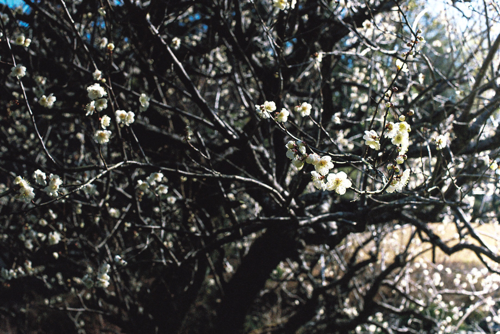 丈山苑 CanonF-1n CanonFD50mmF1.4 Lomography-400 photo : toshimasa