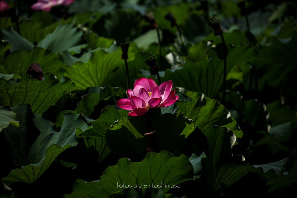 CanonEOS5Dmk2 CanonEF70-300mmF4-5.6L iso100 214mm f5.0 1/1600 M photo : toshimasa