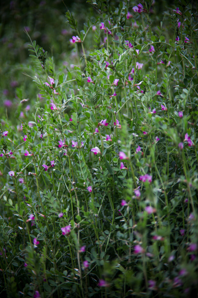 CanonEOS5Dmk2 CanonFD135mmF2.5sc iso100 135mm f2.5 1/650 M photo : toshimasa
