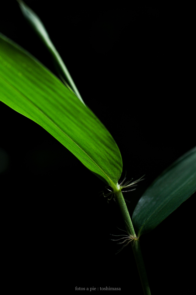 CanonEOS5Dmk2 Sigma50mmF2.8macro EX DG iso100 50mm f5 1/250 M photo : toshimasa