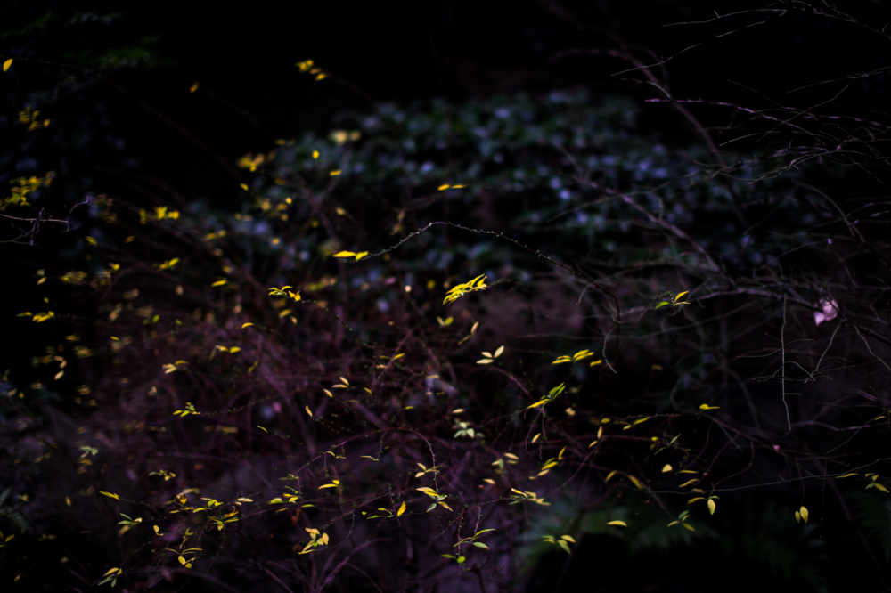 CanonEOS 5Dmk2 Sigma50mmF1.4EX DG ios100 50mm f1.4 1/500 Tv photo: toshimasa