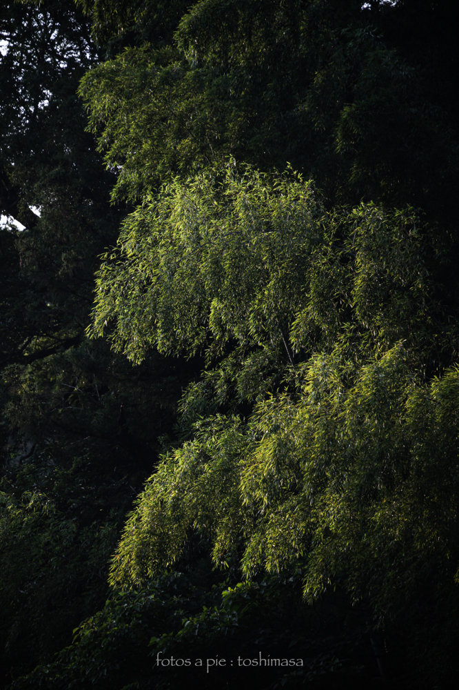 CanonEOS5Dmk2 CanonEF70-300mmF4-5.6L iso100 300mm f5 1/320 M photo : toshimasa