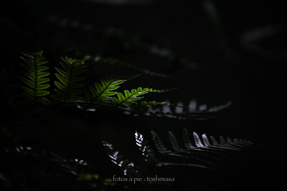 CanonEOS5Dmk2 CanonEF70-300mmF4-5.6L iso100 300mm f5.6 1/320 M photo : toshimasa