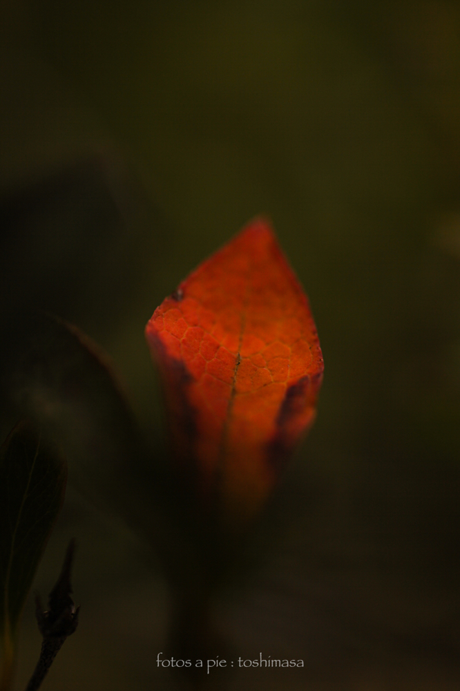 CanonEOS5Dmk2 Sigma50mmF2.8macro iso100 50mm f3.2 1/250 M