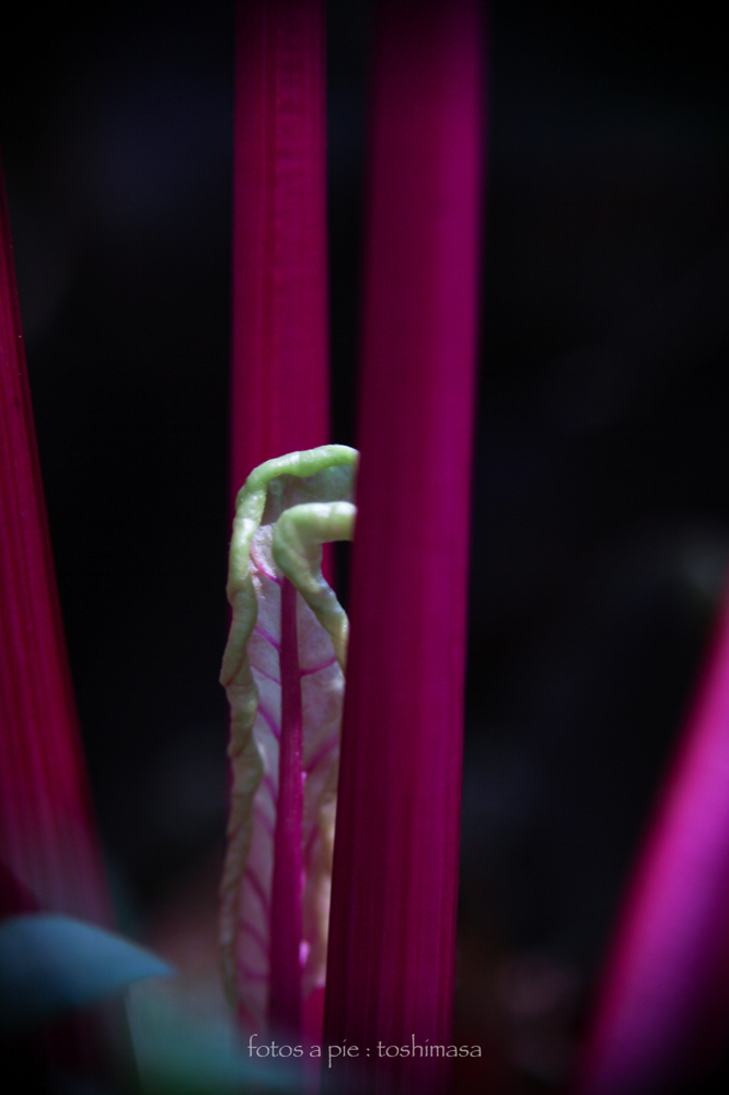 CanonEOS5Dmk2 CanonFD100mmF4macro iso100 100mm f4 1/50 M photo : toshimasa