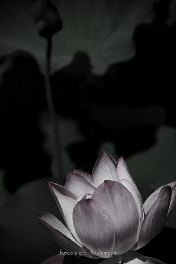 CanonEOS5Dmk2 CanonFD135mmF2.5sc iso100 135mm f4 1/2500 M photo : toshimasa