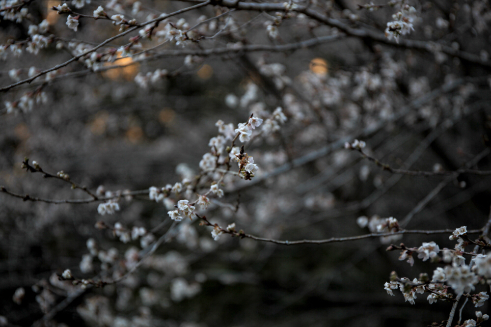 野原川 CanonEOS 5Dmk2 CanonEF24-70mmF4L iso100 70mm f4 1/125 Tv photo: toshimasa