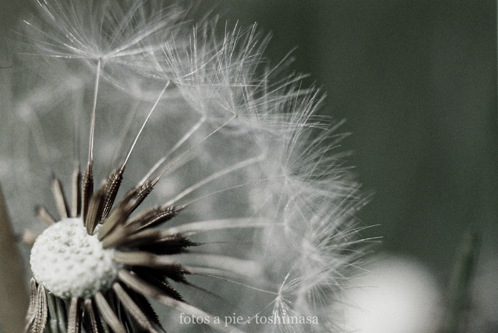 CanonF-1 CanonFD100mmF4macro+FD50 lomography-100 photo : toshimasa