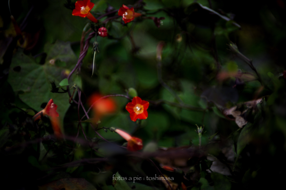 CanonEOS5Dmk2 CanonFD50mmF1.4 iso100 50mm f1.4 1/1600 M