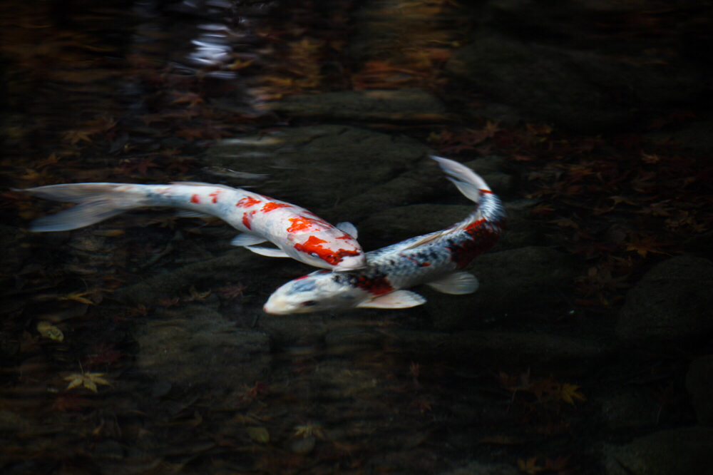 龍仙湖 CanonEOS 5Dmk2 CanonEF70-300mmF4-5.6L iso100 236mm f5.6 1/25 photo : toshimasa