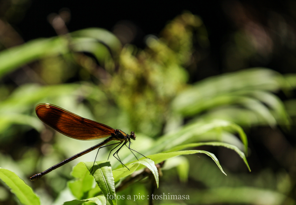 CanonEOS5Dmk2 CanonEF70-300mmF4-5.6L iso200 277mm f5.6 1/800 M photo : toshimasa