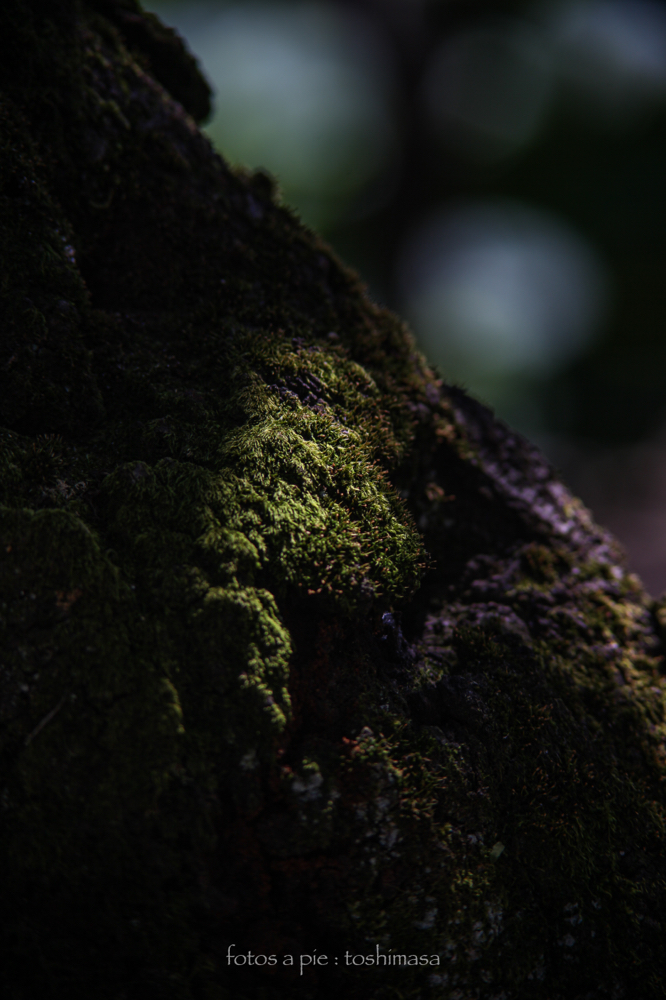 CanonEOS5Dmk2 CanonFD135mmF2.5sc iso100 135mm f4 1/320 M photo : toshimasa