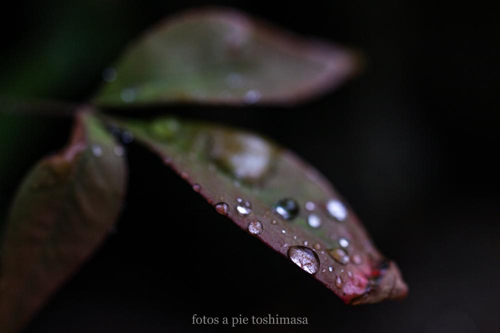 CanonEOS5Dmk2 Sigma50mmF2.8macro iso500 f4 1/500 M photo : toshimasa