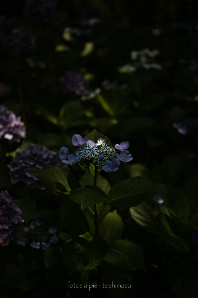 CanonEOS5Dmk2 Sigma50mmF2.8macro iso100 50mm f2.8 1/1600 M photo : toshimasa