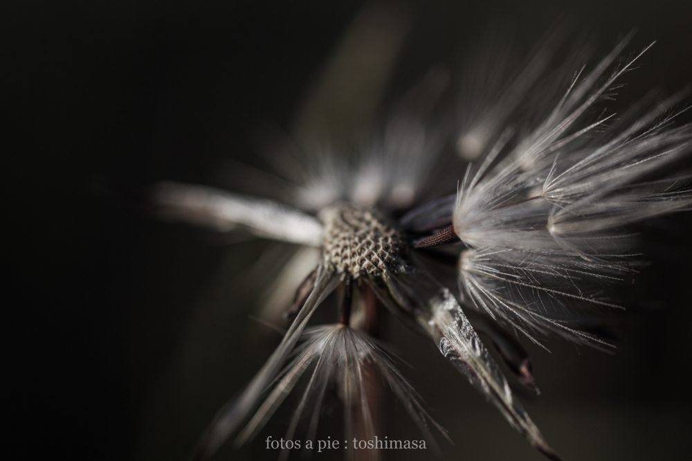 CanonEOS5Dmk2 Sigma50mmF2.8macro iso100 f2.8 1/1000 M photo : toshimasa