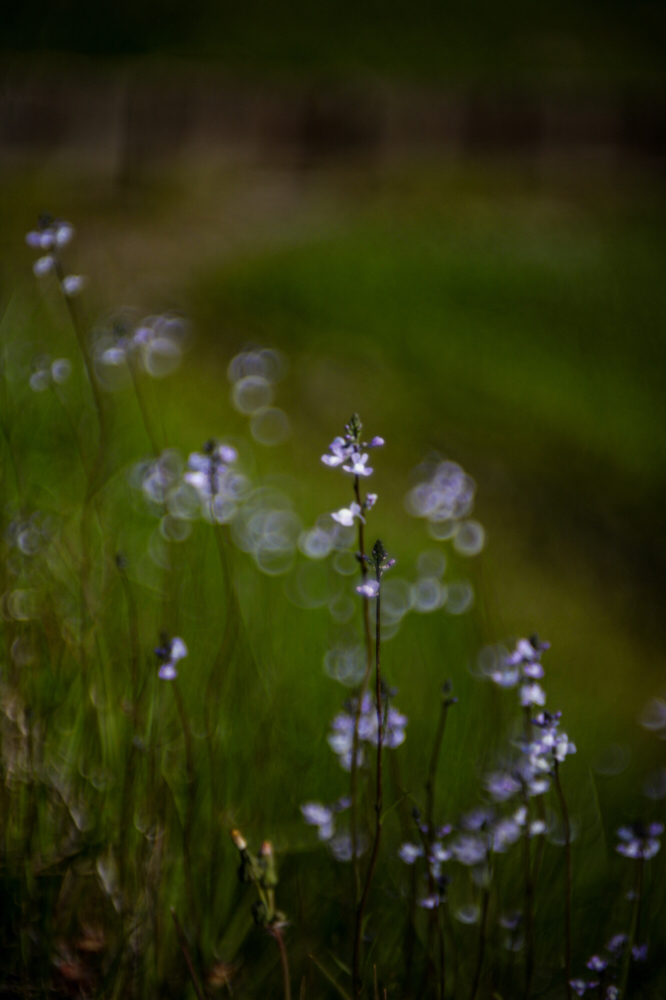 CanonEOS5Dmk2 CanonNewFD50mmF1.4 iso100 50mm f1.4 1/5000 M photo : toshimasa