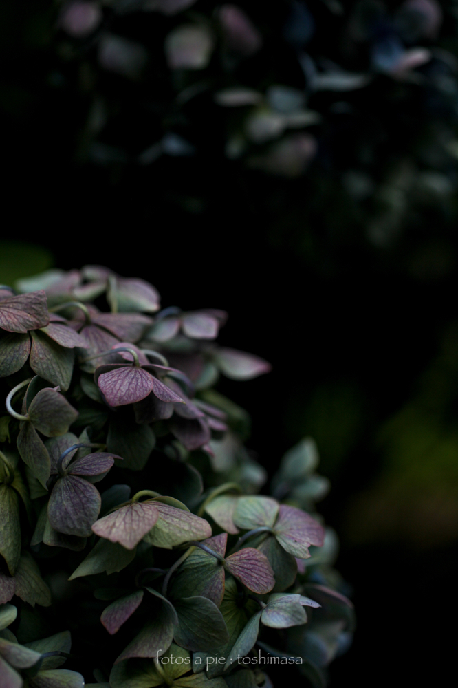 CanonEOS5Dmk2 SIGMA50mmF2.8macro iso200 50mm f4 1/1000 M photo : toshimasa