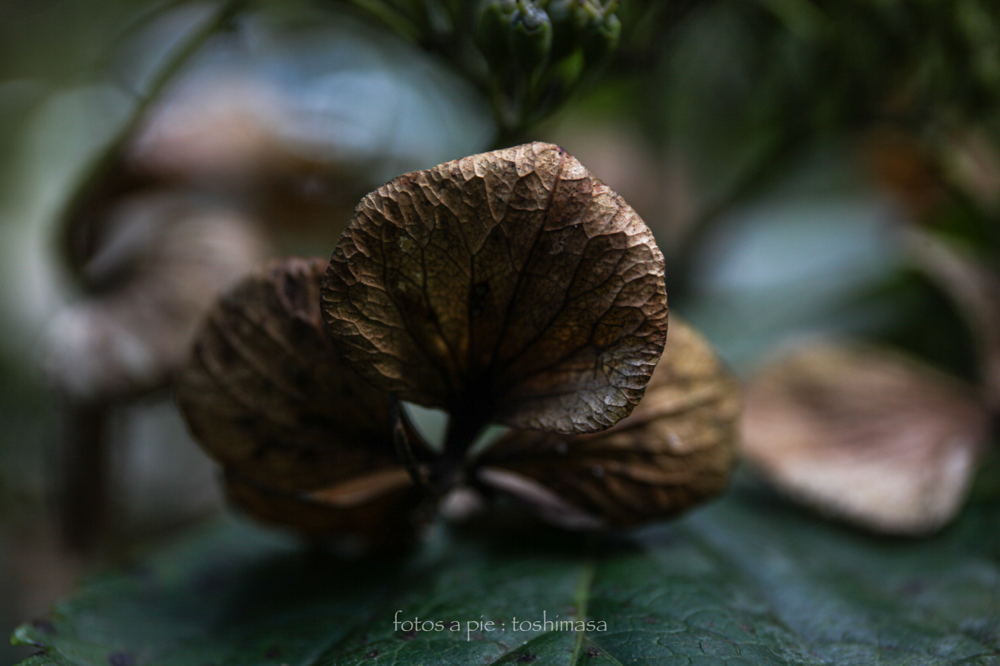CanonEOS5Dmk2 CanonEF24-70mmF4L iso100 80mm f4 1/125 M