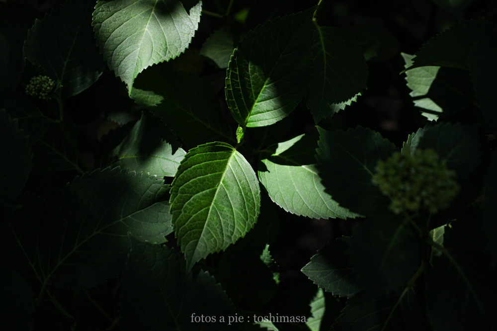 CanonEOS5Dmk2 Sigma50mmF2.8macro EX DG iso100 50mm f5 1/1250 M photo : toshimasa