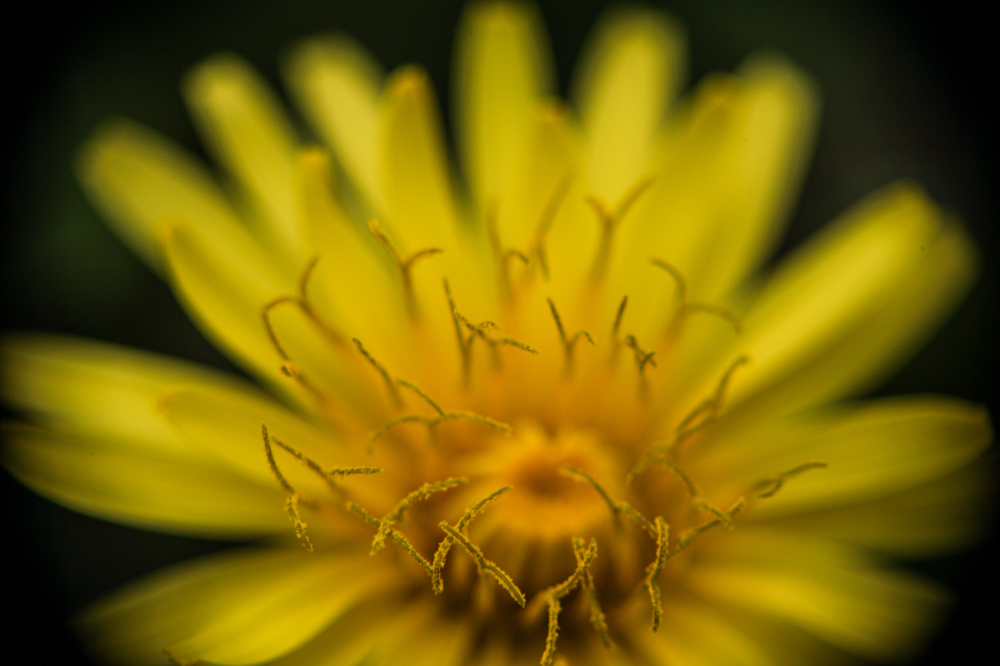 CanonEOS5Dmk2 CanonNewFD100mmF4-Macro+FD50 iso100 100mm f4 1/320 M photo : toshimasa