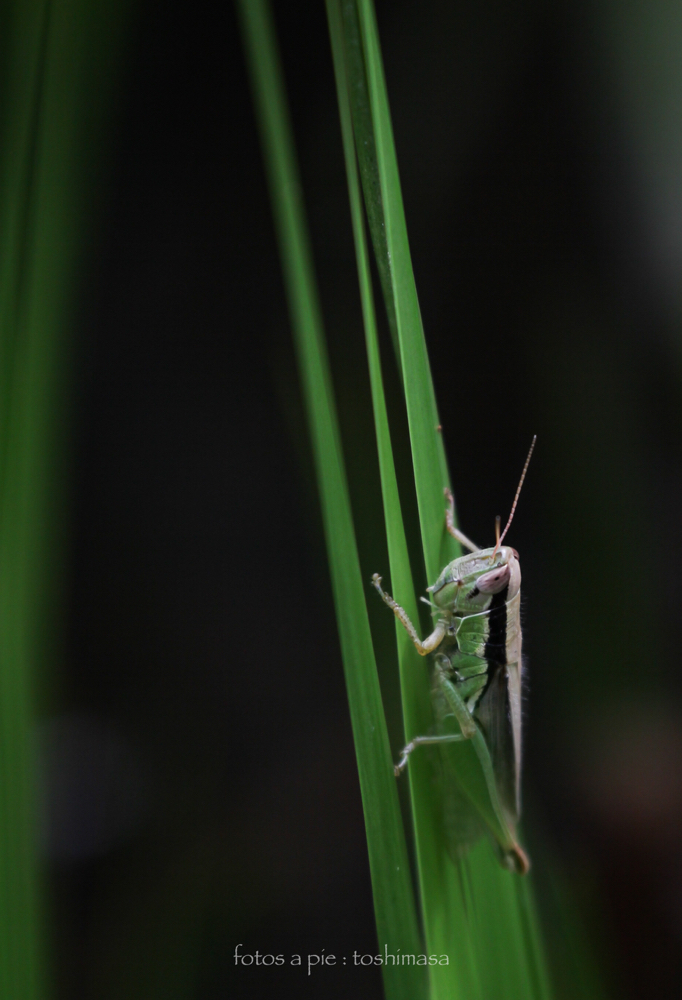 CanonEOS5Dmk2 CanonEF70-300mmF4-5.6L iso100 300mm f5.6 1/200 M photo : toshimasa