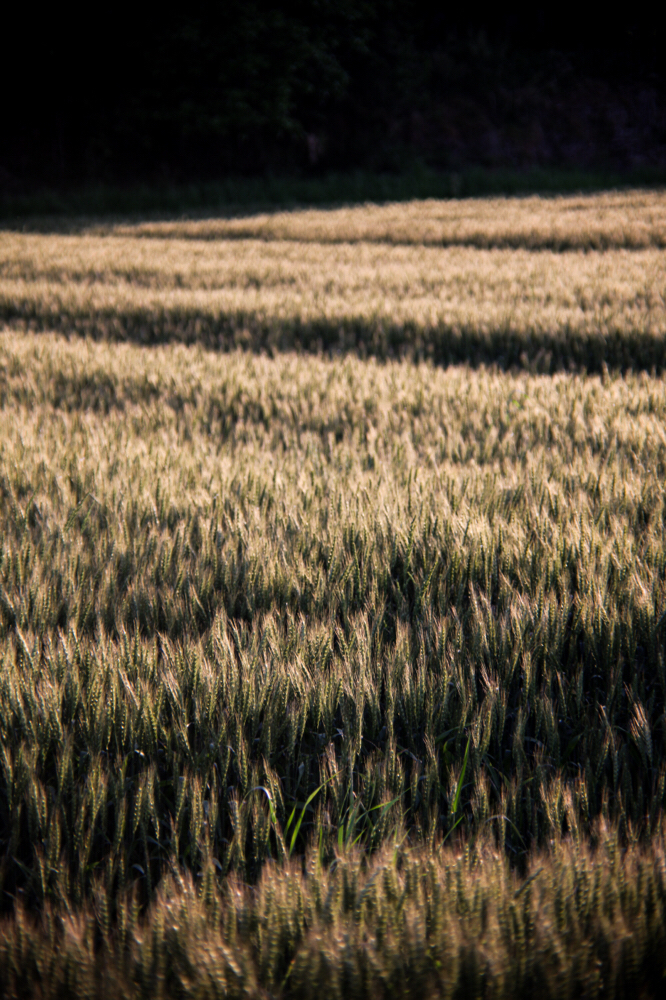 CanonEOS5Dmk2 CanonFD100mmF4 iso200 100mm f4 1/320 M photo : toshimasa