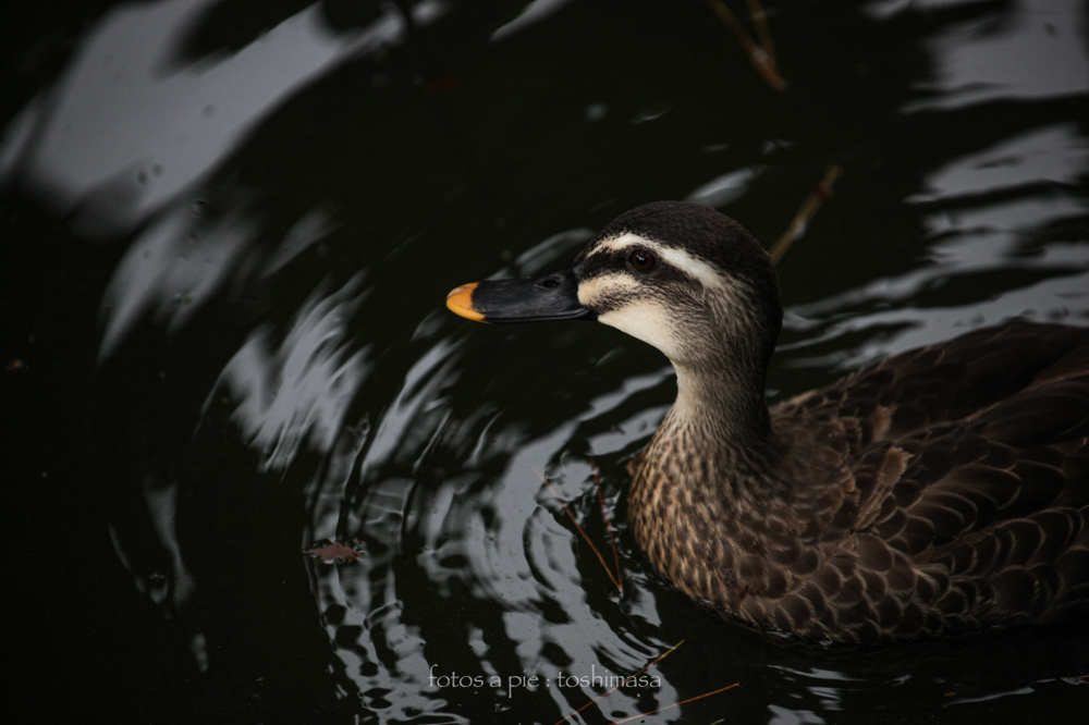 CanonEOS5Dmk2 CanonEF70-300mmF4-5.6L iso500 300mm f5.6 1/400 M photo : toshimasa