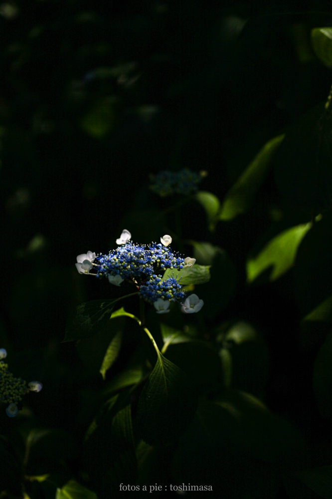 CanonEOS5Dmk2 SIGMA50mmF2.8macroEX-DG iso200 50mm f2.8 1/8000 M photo : toshimasa